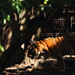 Hidden Beauty Manila Zoo