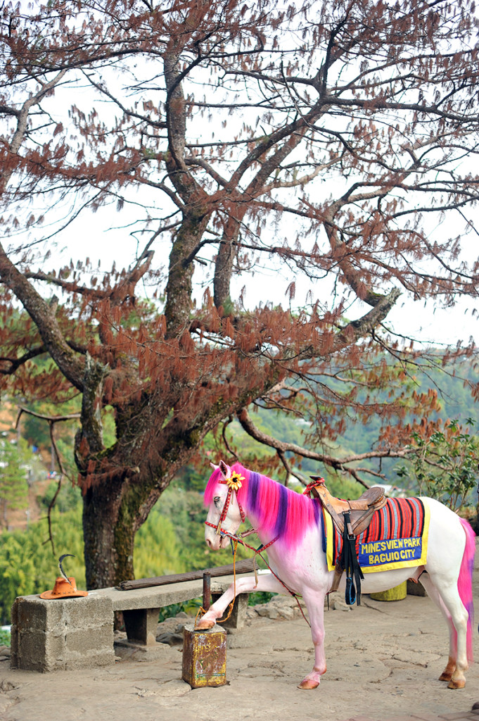 Baguio - Home for the Heart 009