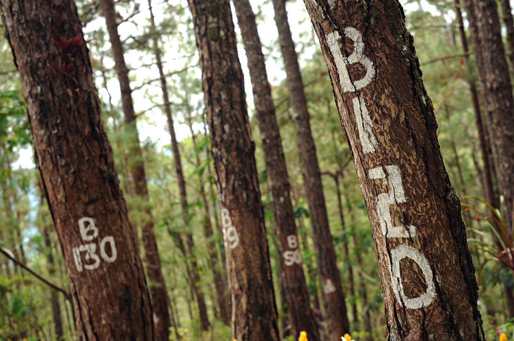 Baguio - Home for the Heart 011