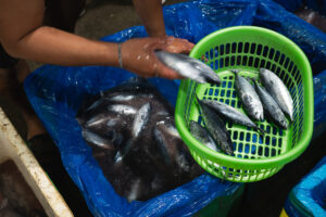 Davao, Samal Island, Fish Landing Photos