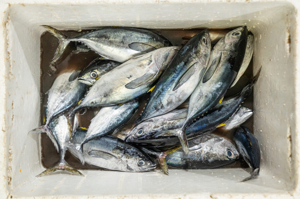 Davao, Samal Island, Fish Landing Photos