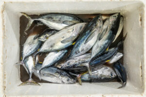 Davao, Samal Island, Fish Landing Photos