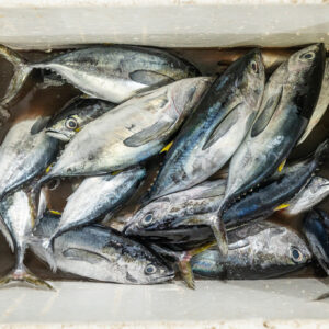 Davao, Samal Island, Fish Landing Photos