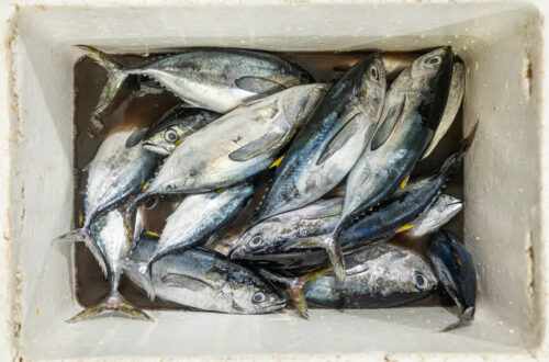Davao, Samal Island, Fish Landing Photos