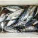 Davao, Samal Island, Fish Landing Photos