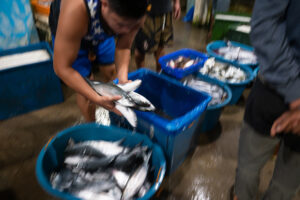 Davao, Samal Island, Fish Landing Photos
