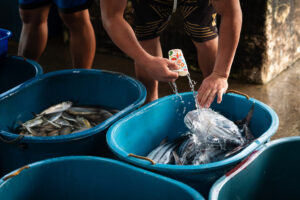 Davao, Samal Island, Fish Landing Photos