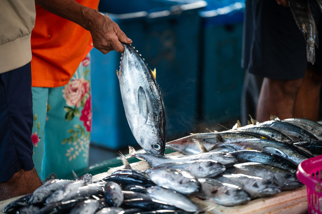 Davao, Samal Island, Fish Landing Photos