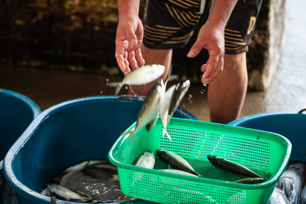 Davao, Samal Island, Fish Landing Photos