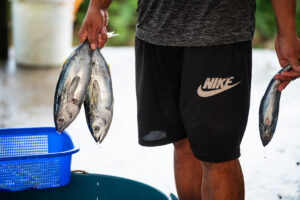 Davao, Samal Island, Fish Landing Photos