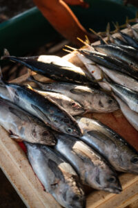 Davao, Samal Island, Fish Landing Photos