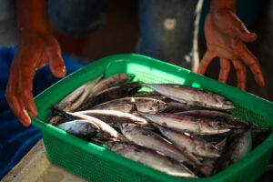 Davao, Samal Island, Fish Landing Photos